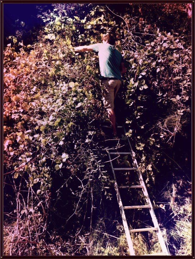 Blue Owl Treats | Blackberry Crisp