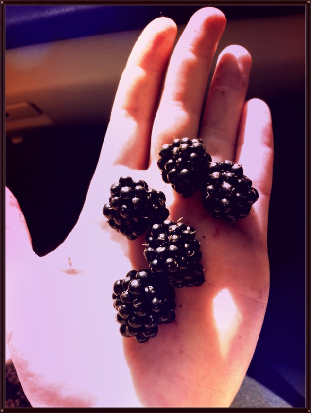 Blue Owl Treats | Blackberry Crisp