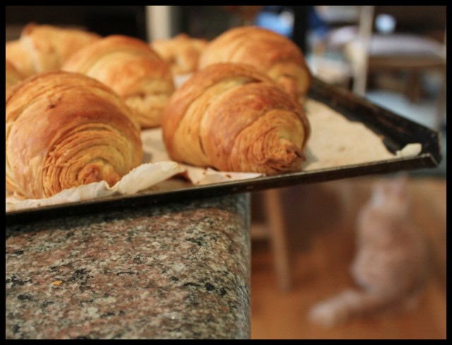 Pain au Chocolat | Blue Owl Treats