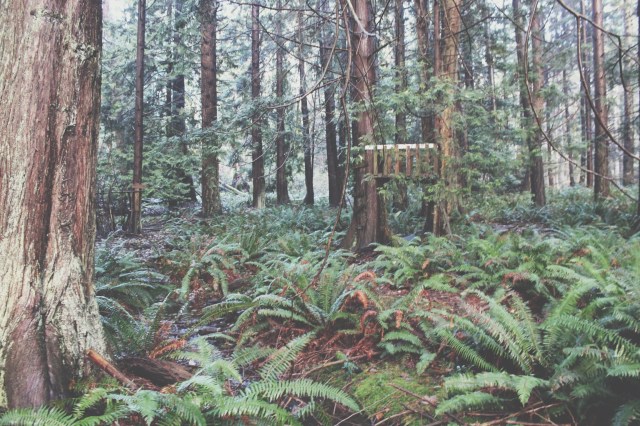 The | Blue Owl Treats