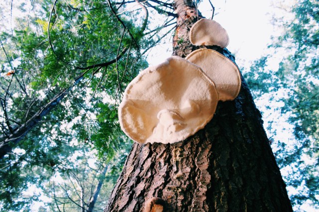 The Capriccio Cowl | Blue Owl Treats